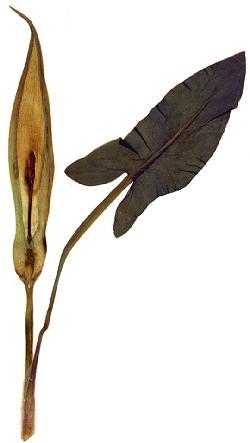 Arum tachet