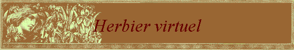 Herbier virtuel