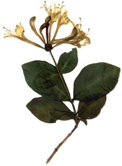chevrefeuille des bois