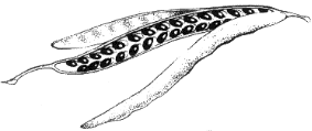 Silique de Chlidoine