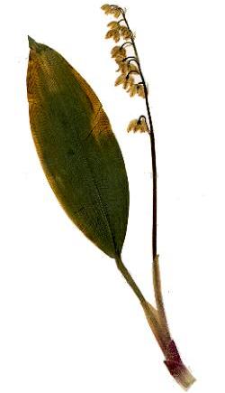 Muguet