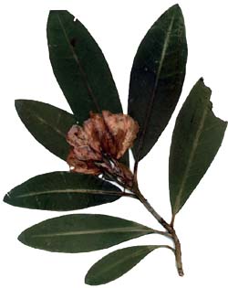 Rhododendron