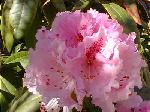 Rhododendron